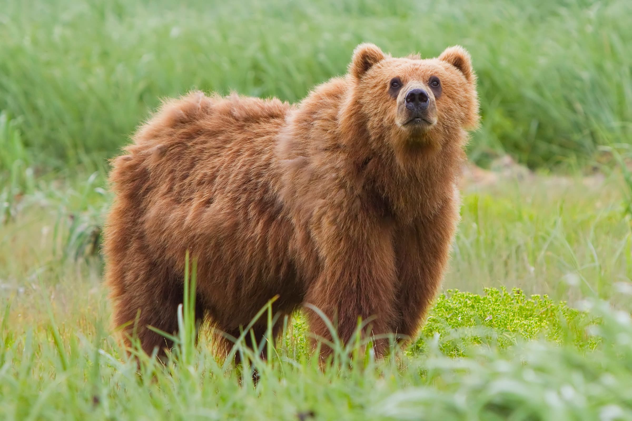 A large brown bear walking through a green forest clearing