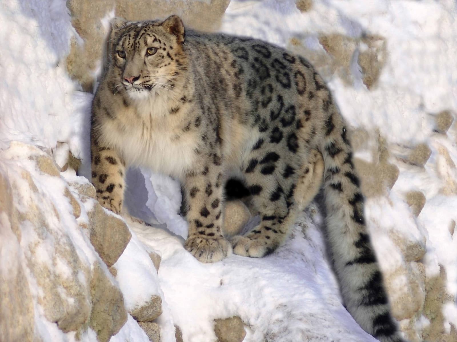 A snow leopard standing among snowy rocks