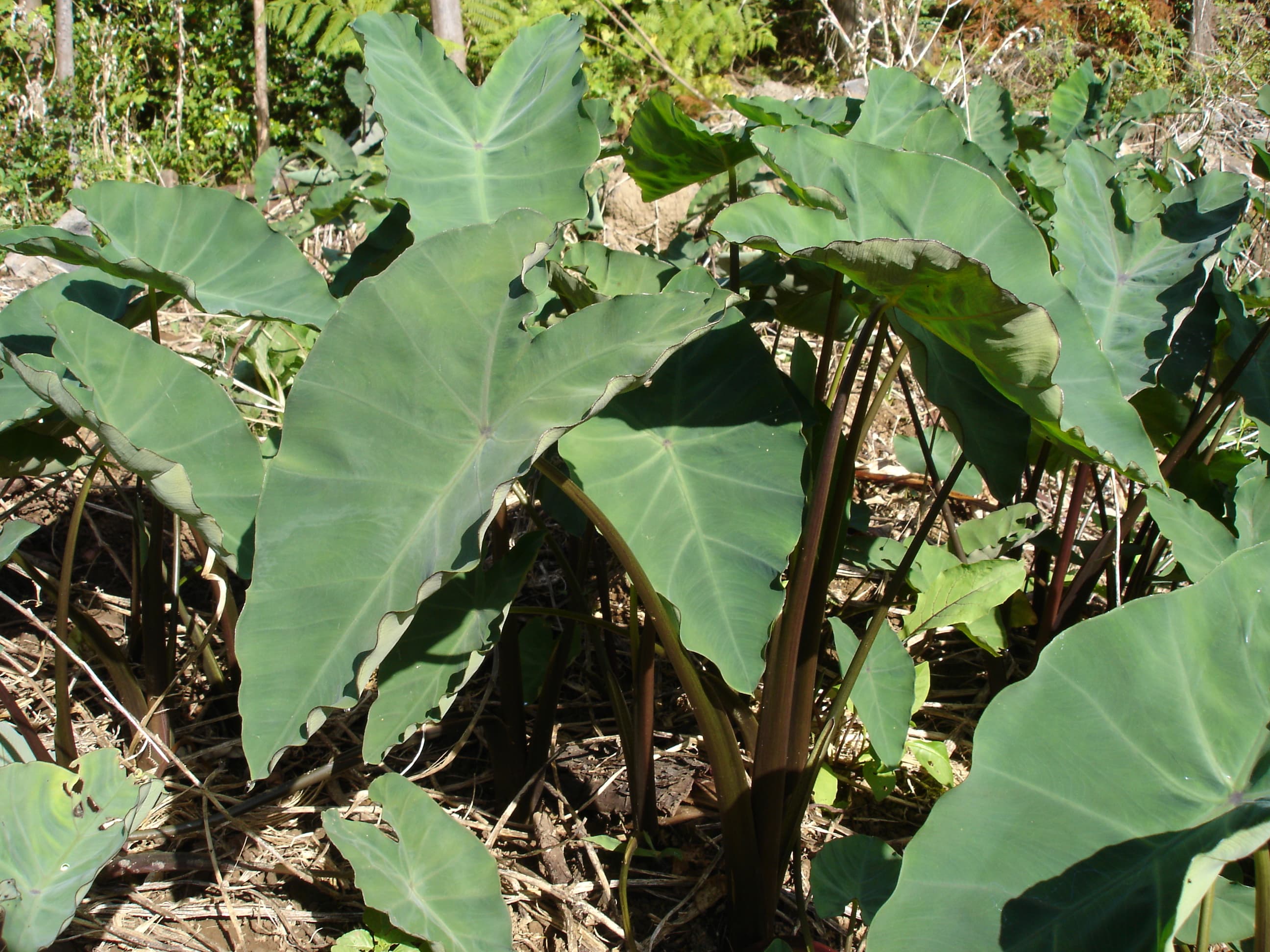 A parcel of palusami being unwrapped from leaves to reveal creamy taro filling
