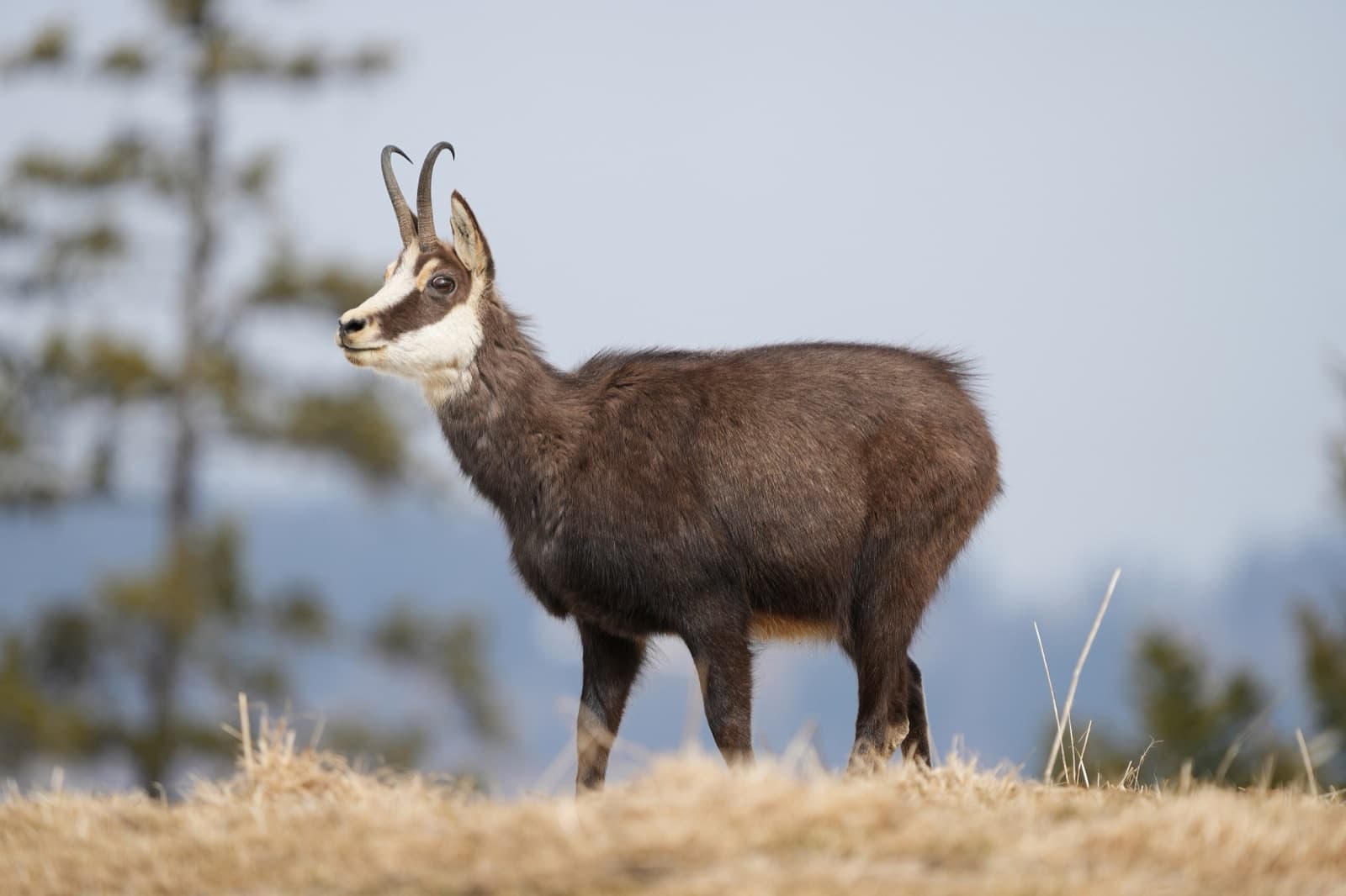 A wild chamois standing on a mountainside