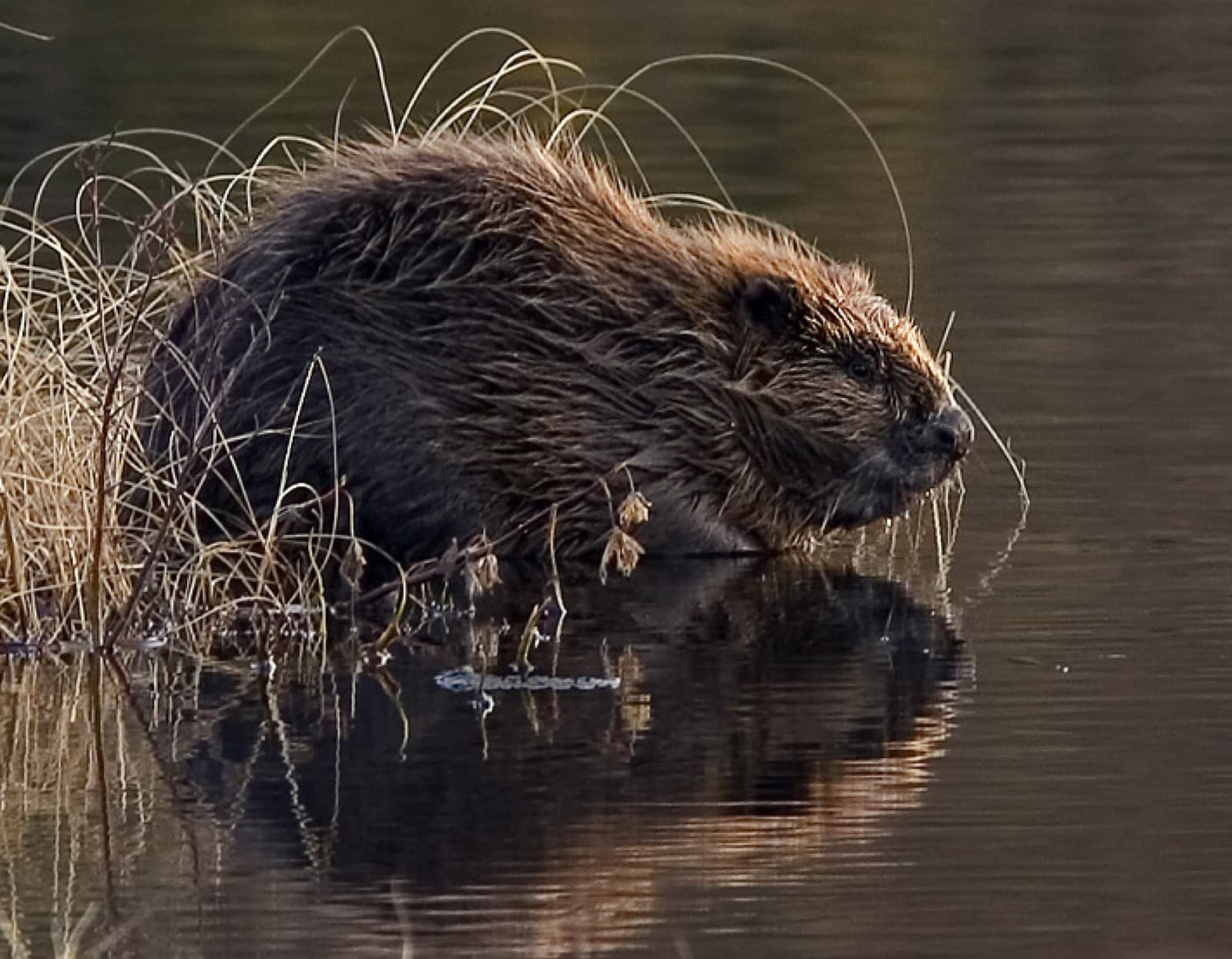 A Eurasian beaver in shallow water with reflections around it