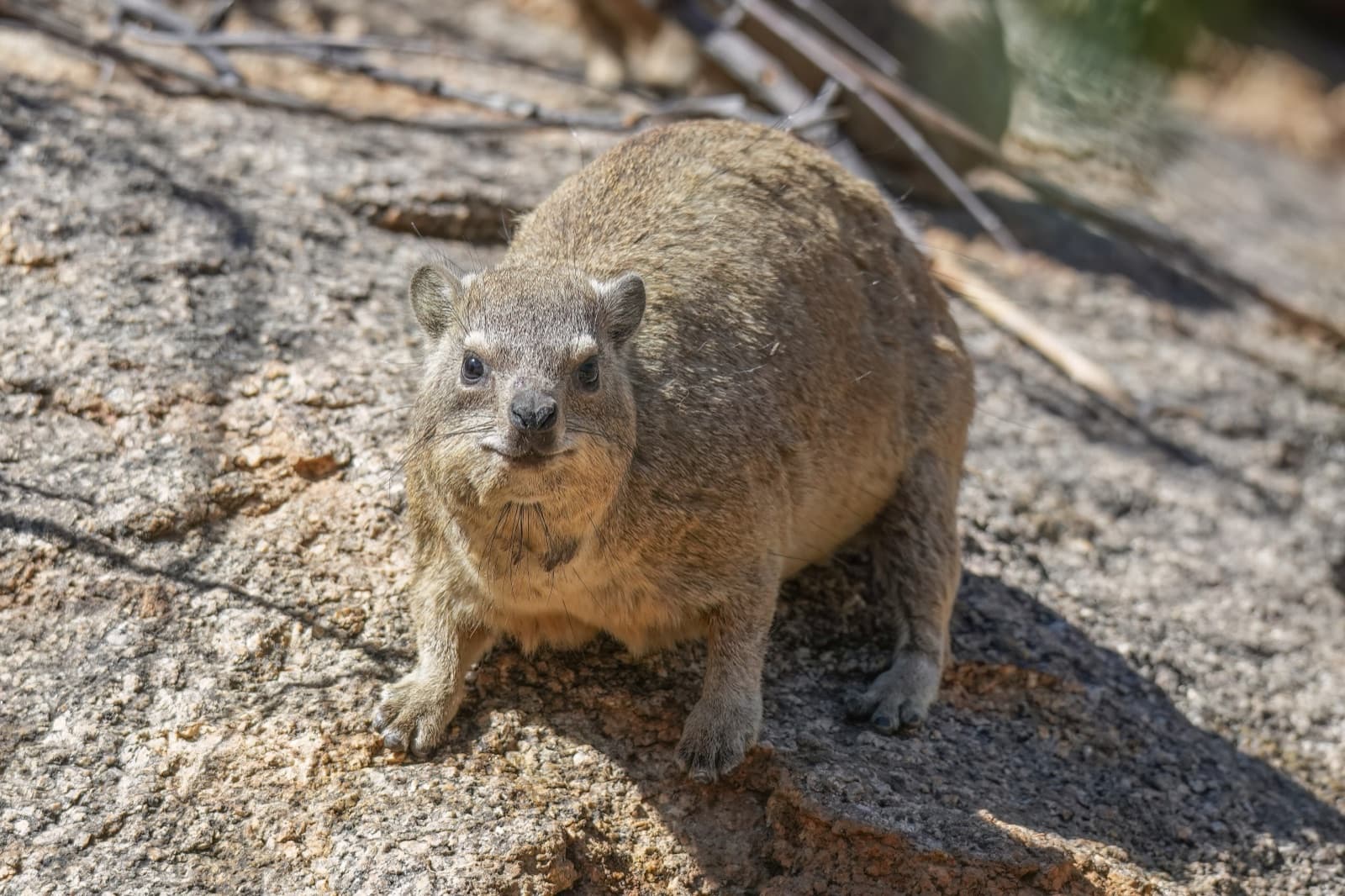 A small brown hyrax sitting on a sunny rock