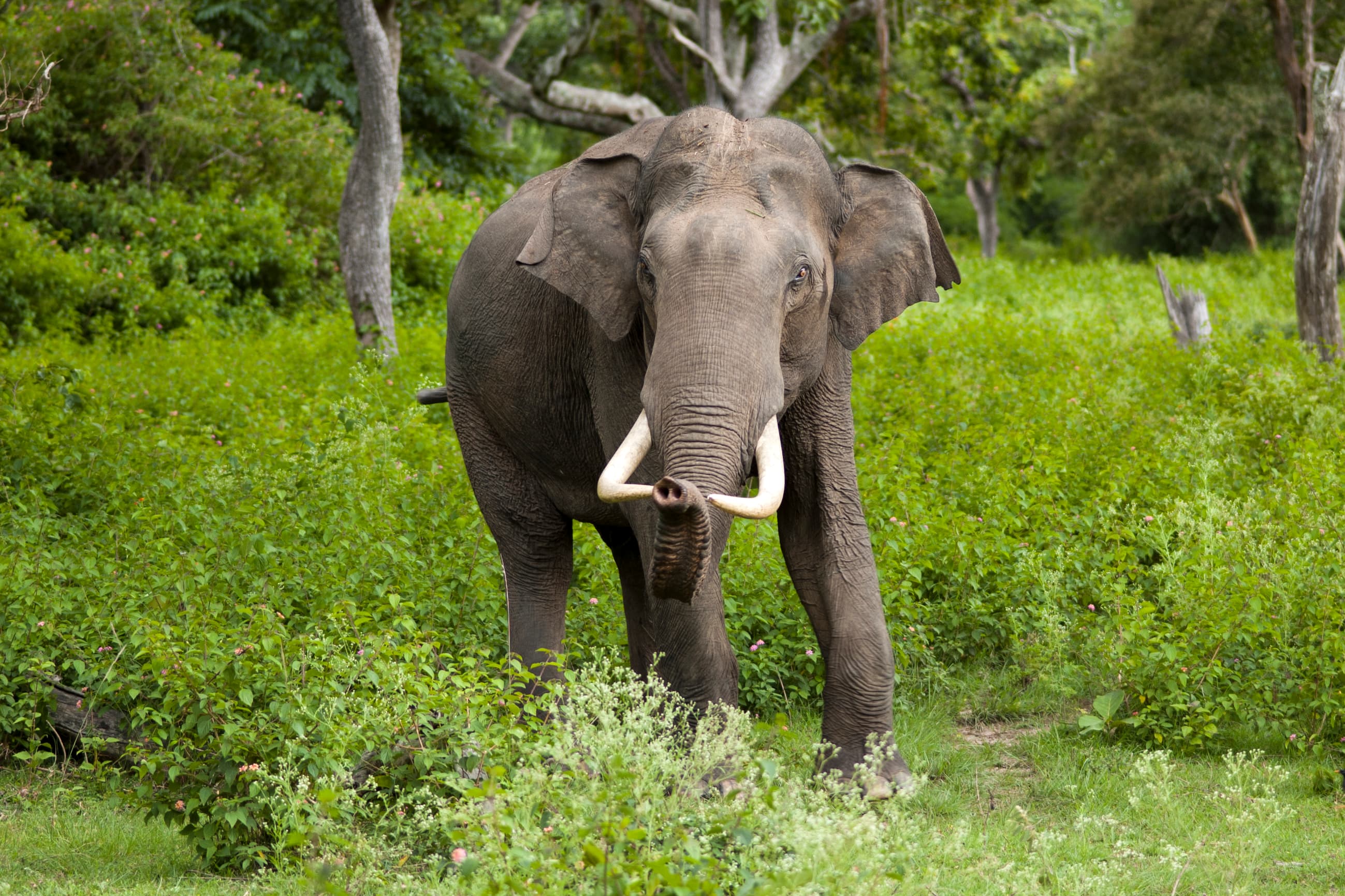 An Asian elephant with its calf walking through a forest in Laos