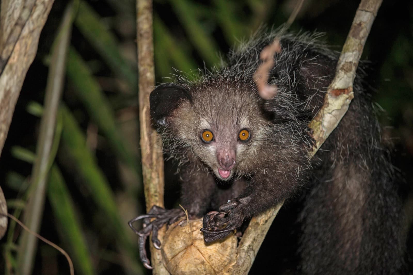 An aye-aye in a tree at night with huge eyes and a long thin middle finger