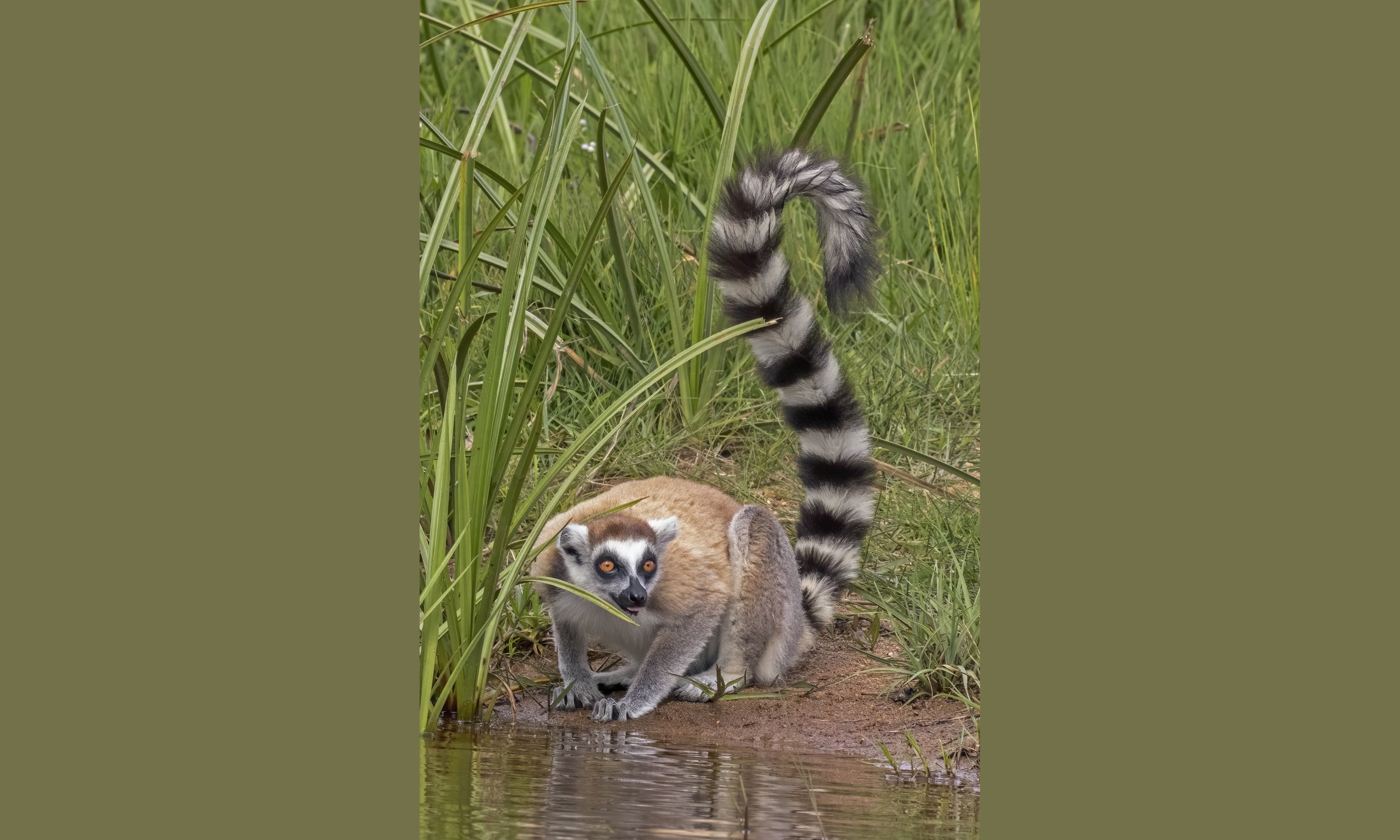 A ring-tailed lemur with its long black-and-white striped tail looped over its back