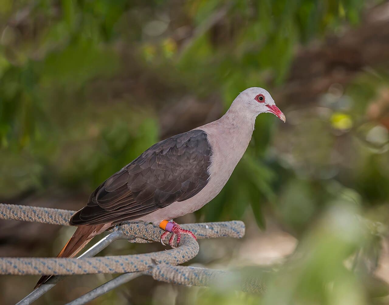 A pink pigeon with pale pink-brown feathers perched on a branch in Mauritius