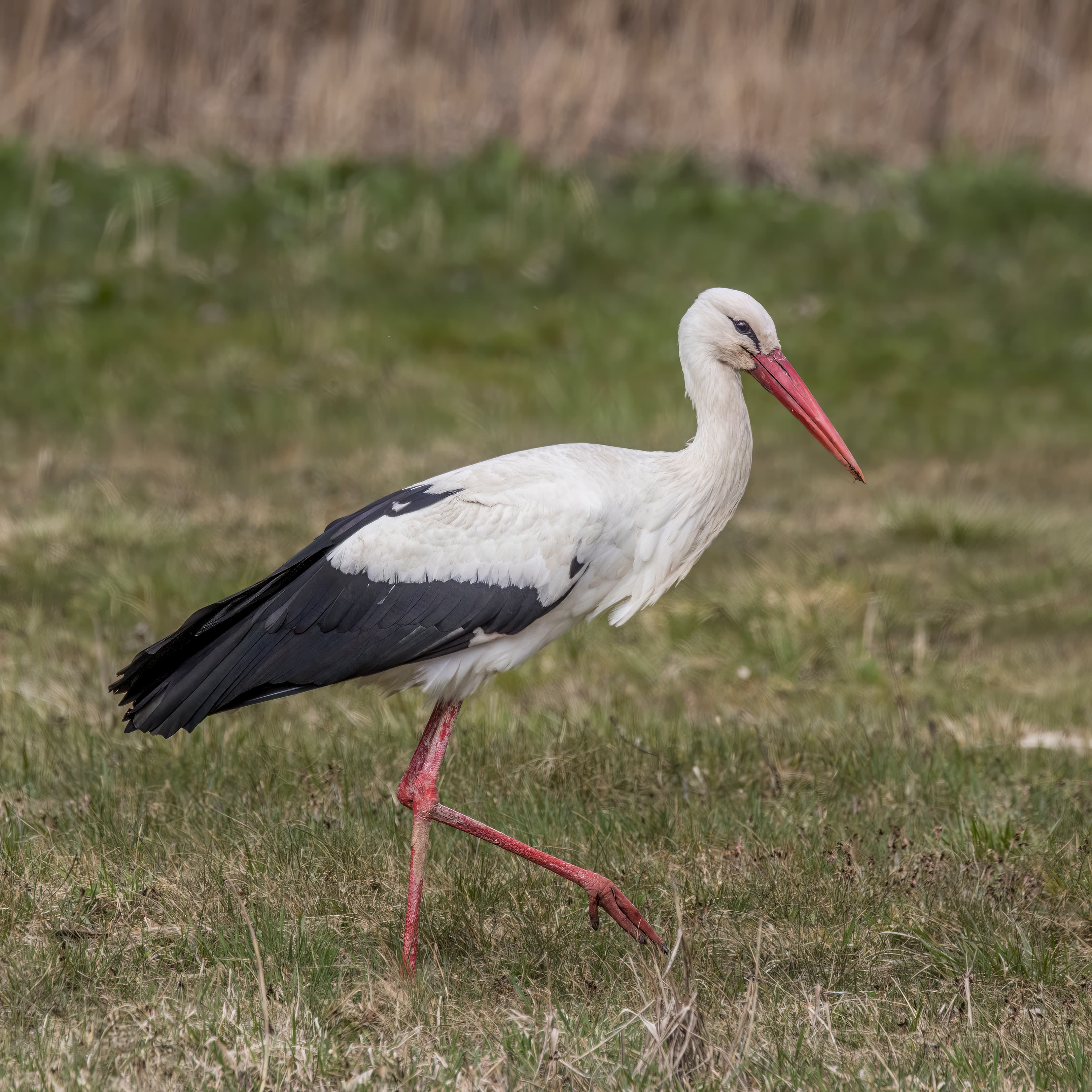 A white stork with a red beak standing in a large stick nest on top of a chimney in Moldova