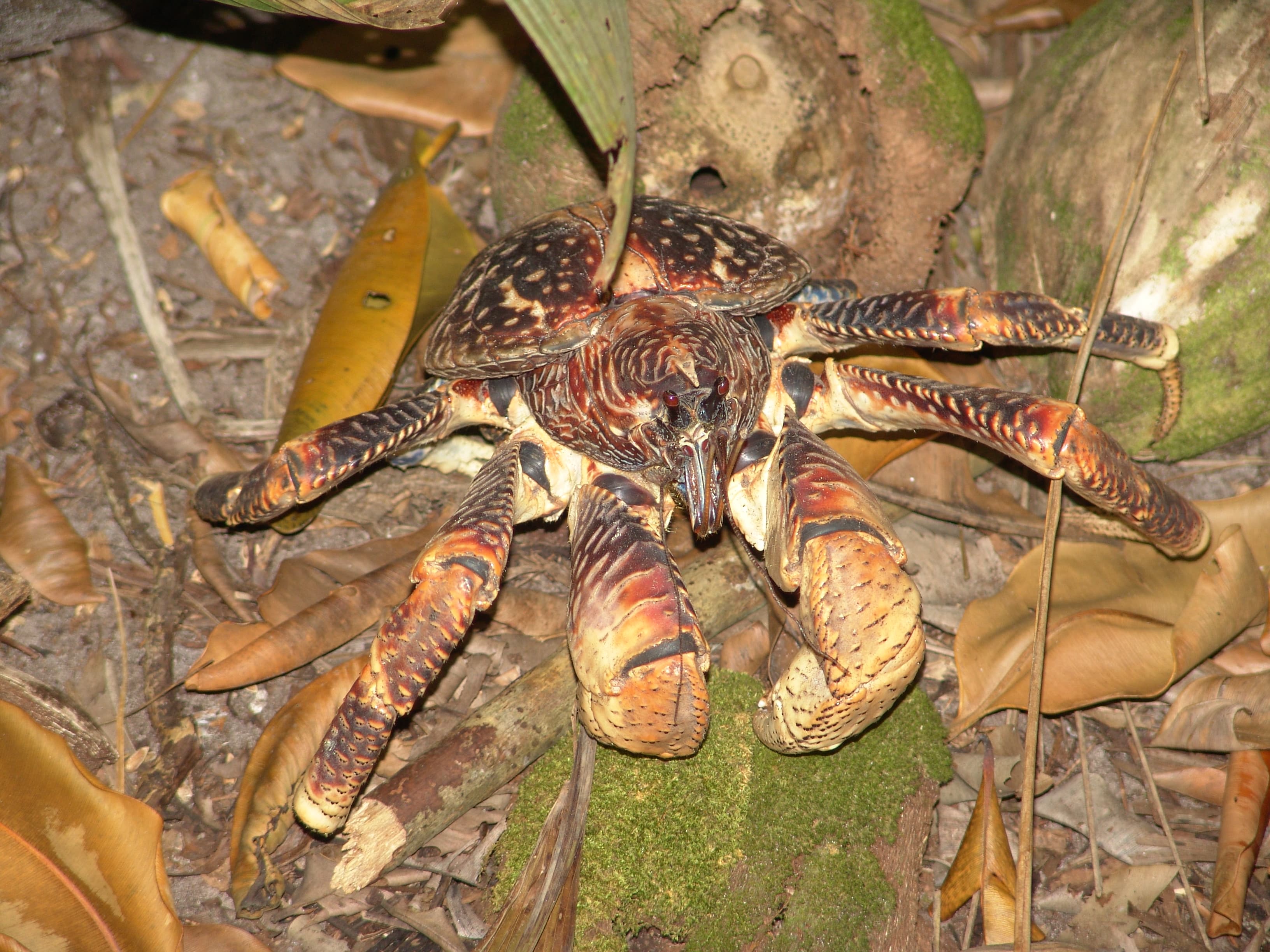 A huge coconut crab with large blue and orange claws clinging to a coconut palm