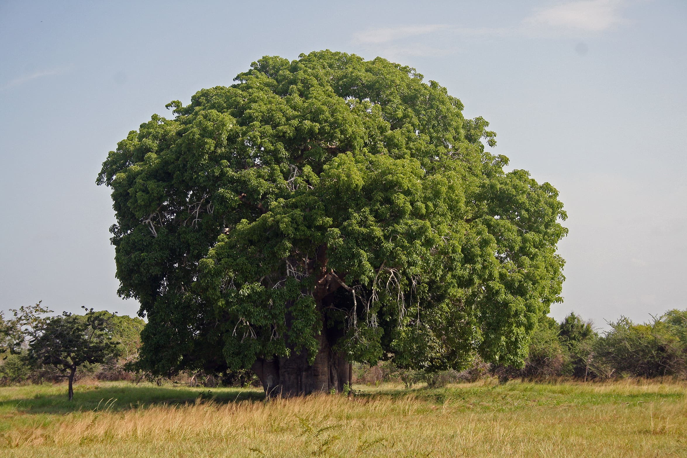 A huge baobab tree with a thick trunk and bare branches like roots at the top