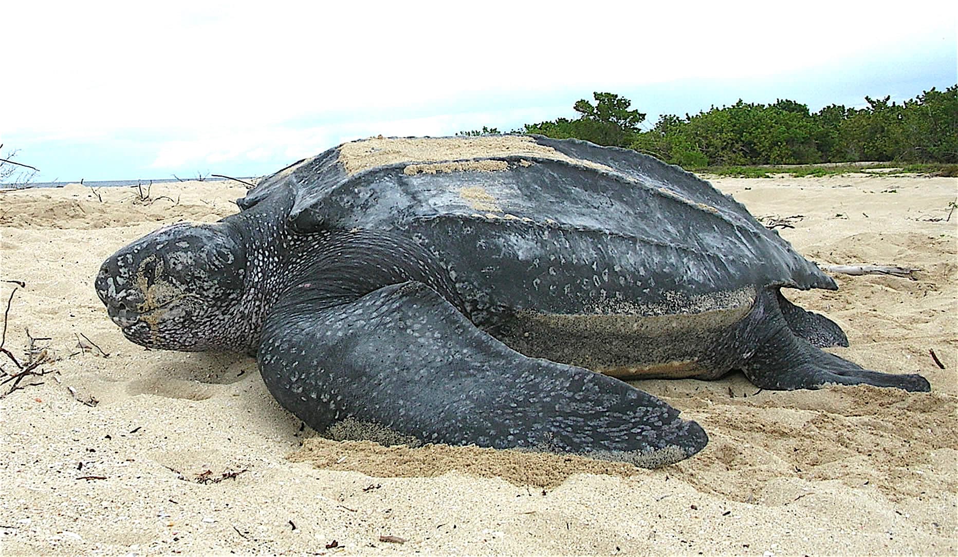 A huge leatherback turtle on the dark sands of a Trinidad beach at night