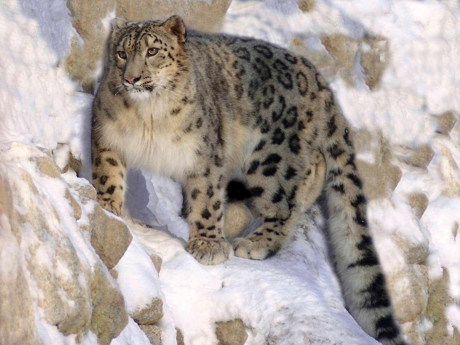 A snow leopard with its thick spotted coat resting on a rocky mountain ledge