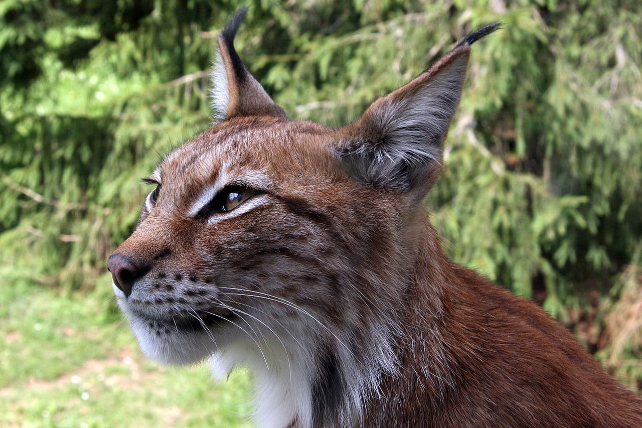 A Balkan lynx with tufted ears looking towards the camera in a forest