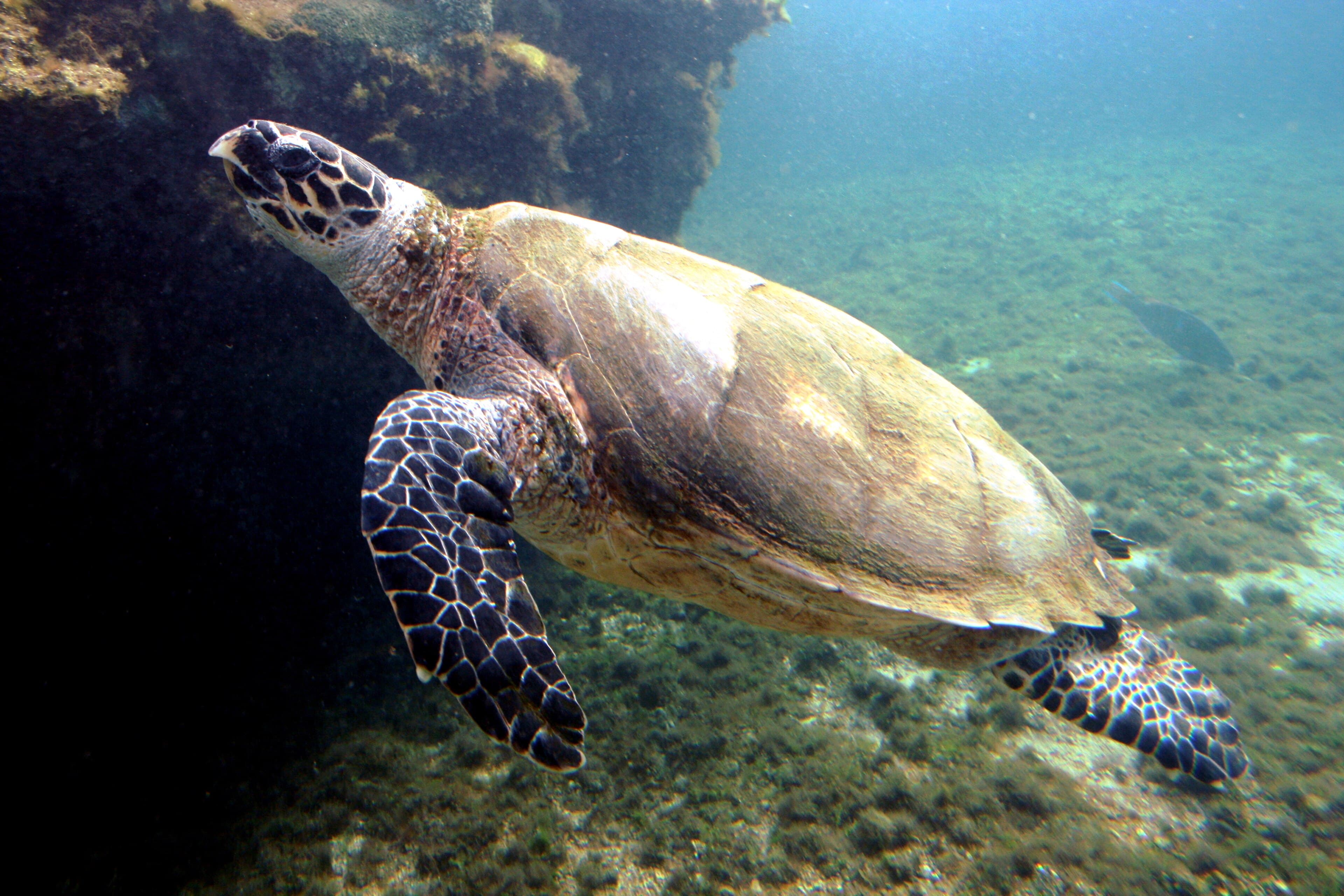 A hawksbill turtle gliding over a coral reef in clear blue water