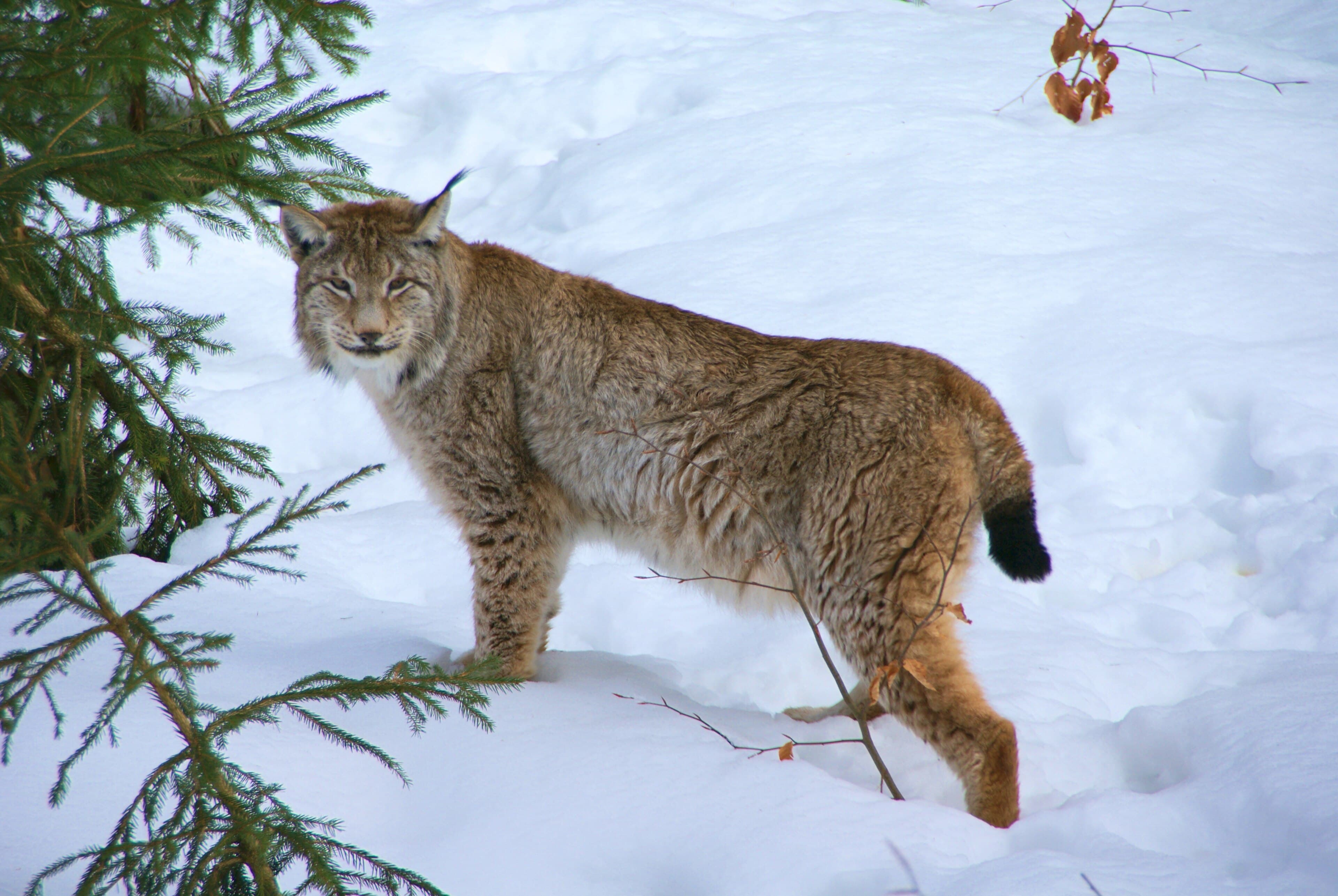 A Eurasian lynx with spotted fur and tufted ears standing in snow