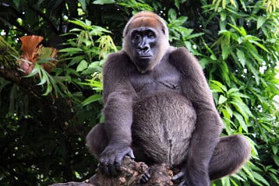 A Cross River gorilla in a forested hillside in Cameroon