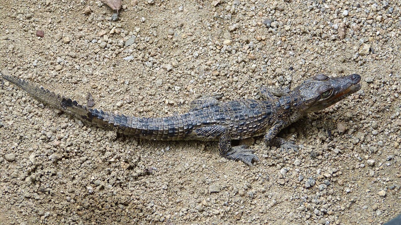 A Cuban crocodile resting at the edge of a swamp with its distinctive yellow-black markings