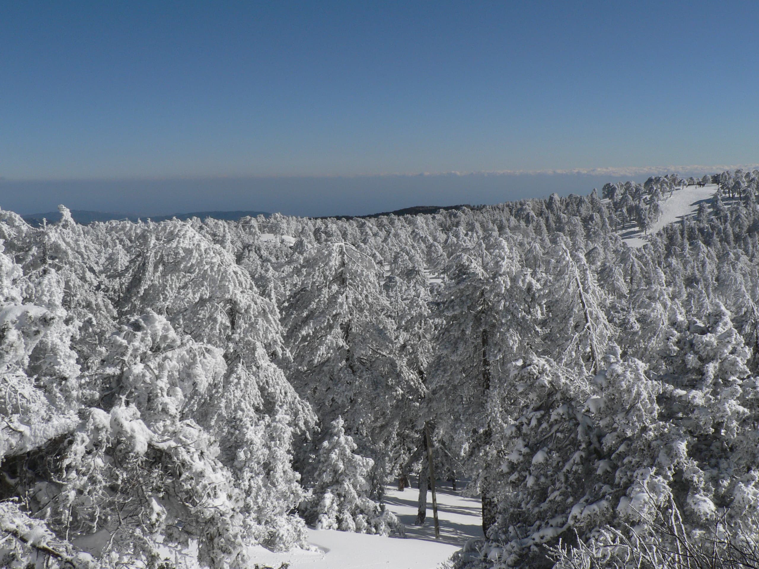 Pine-covered slopes of the Troodos mountains with Mount Olympus in the distance