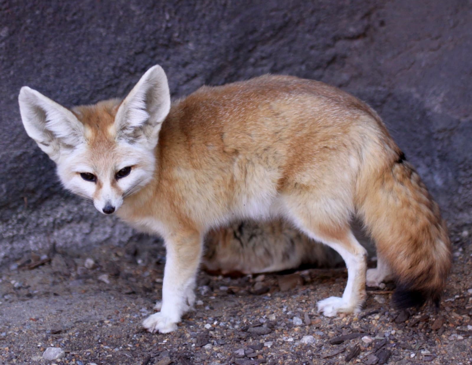 A fennec fox with very large ears standing in the desert