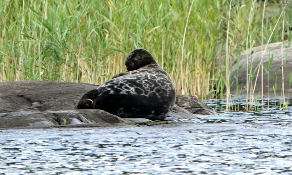 A Saimaa ringed seal with grey, ring-patterned fur resting on a rock at the edge of Lake Saimaa