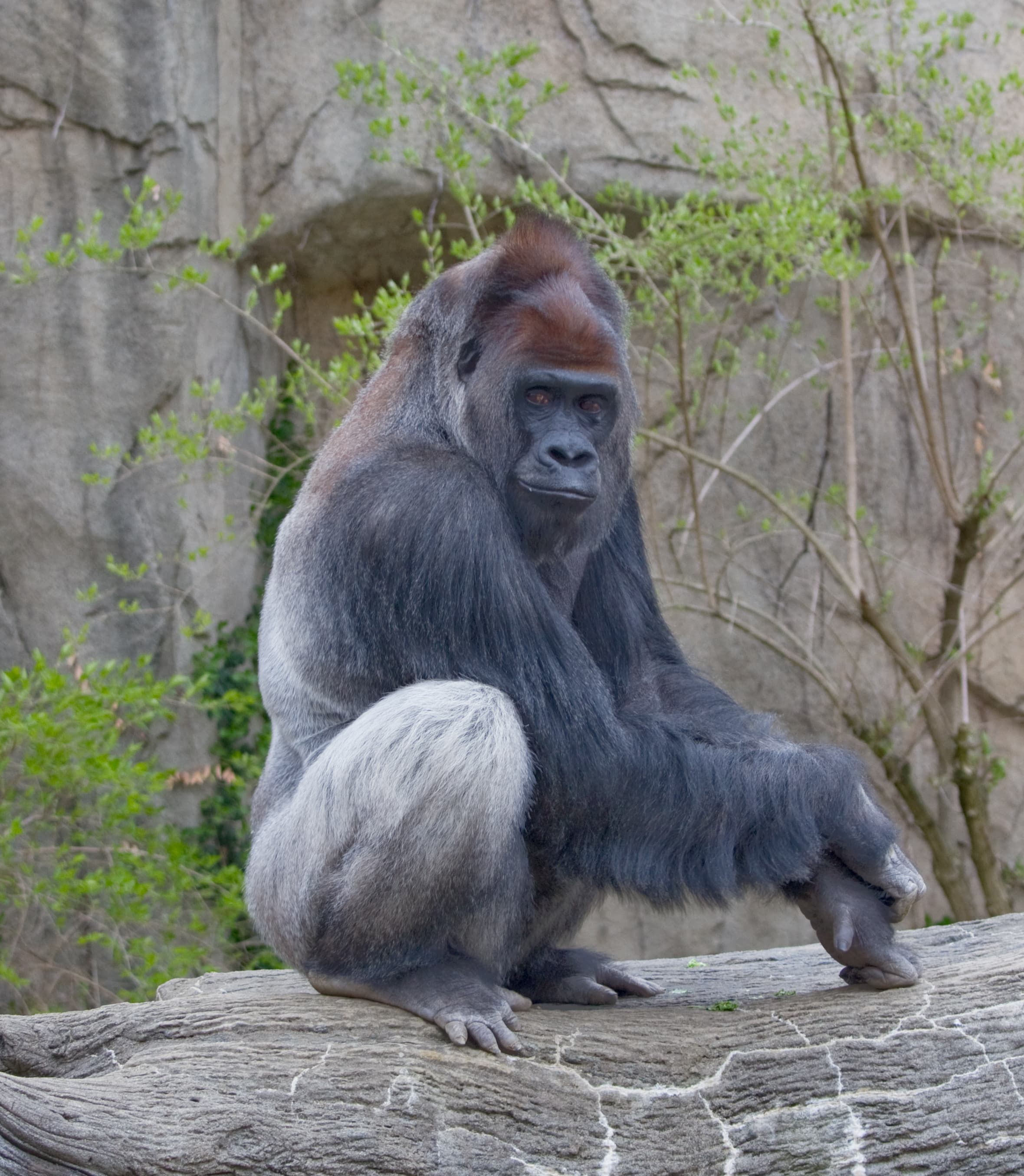A western lowland gorilla sitting among green leaves in a rainforest
