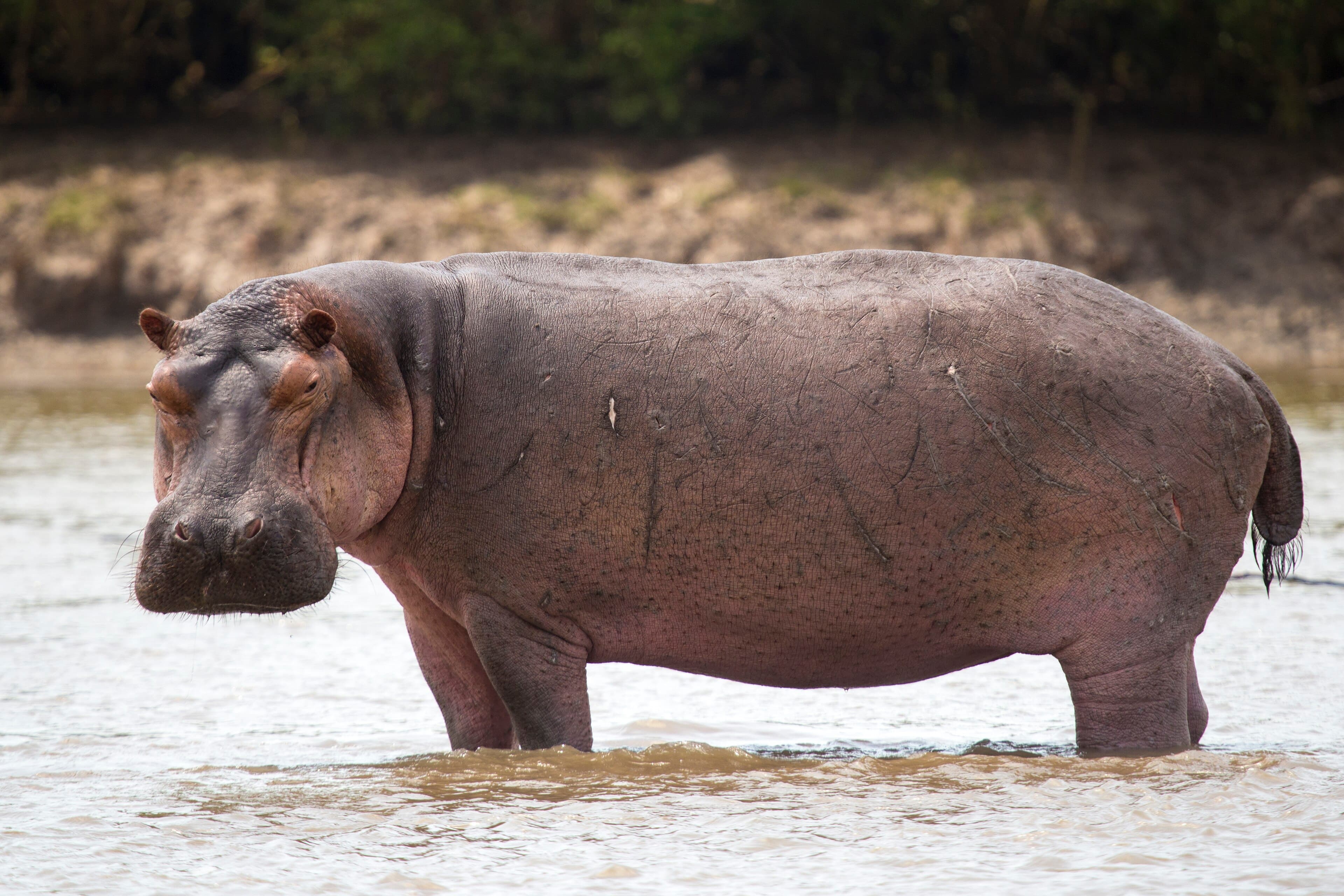 A hippopotamus floating in a river with only its eyes, ears and nostrils above the surface