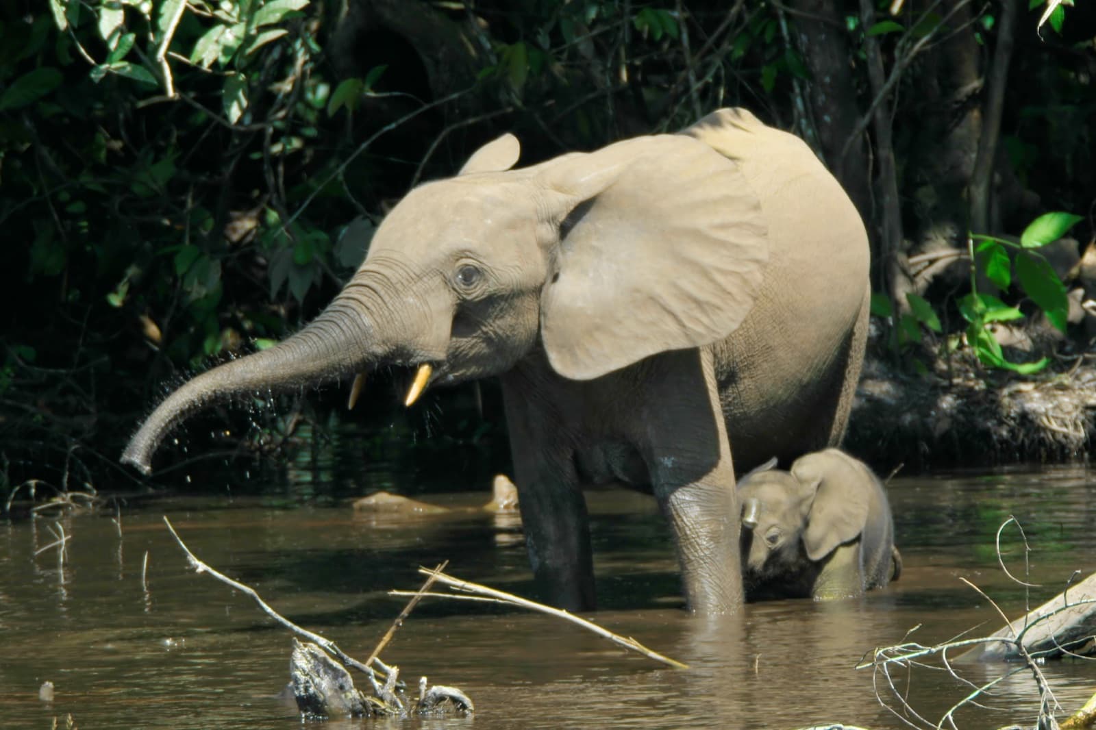 An African forest elephant in the rainforest