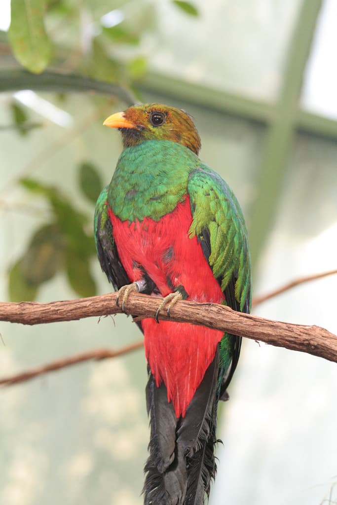 A resplendent quetzal perched on a branch with its long green tail feathers trailing below