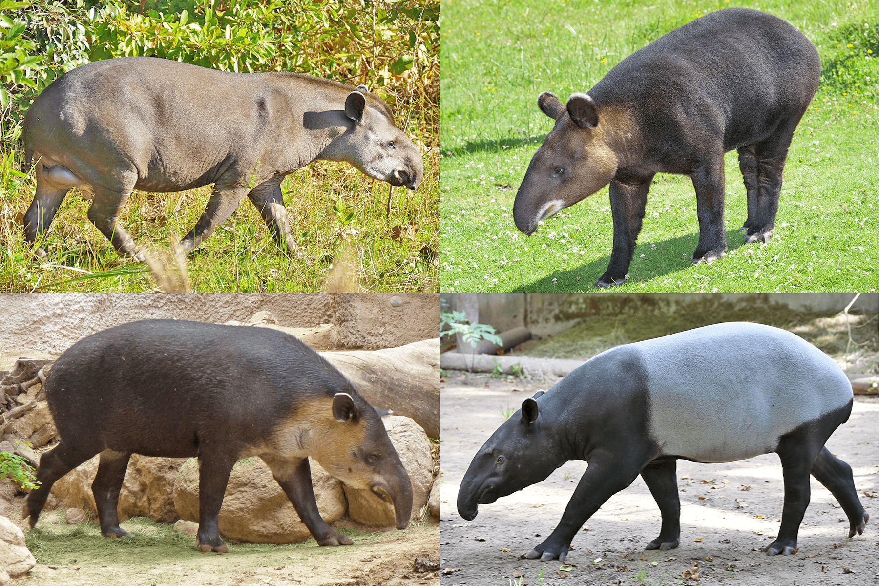 A Baird's tapir standing in shallow water in a tropical forest
