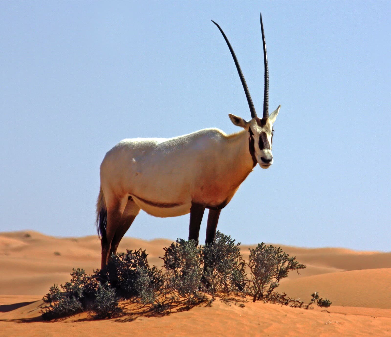 A white Arabian oryx with long straight horns in the desert