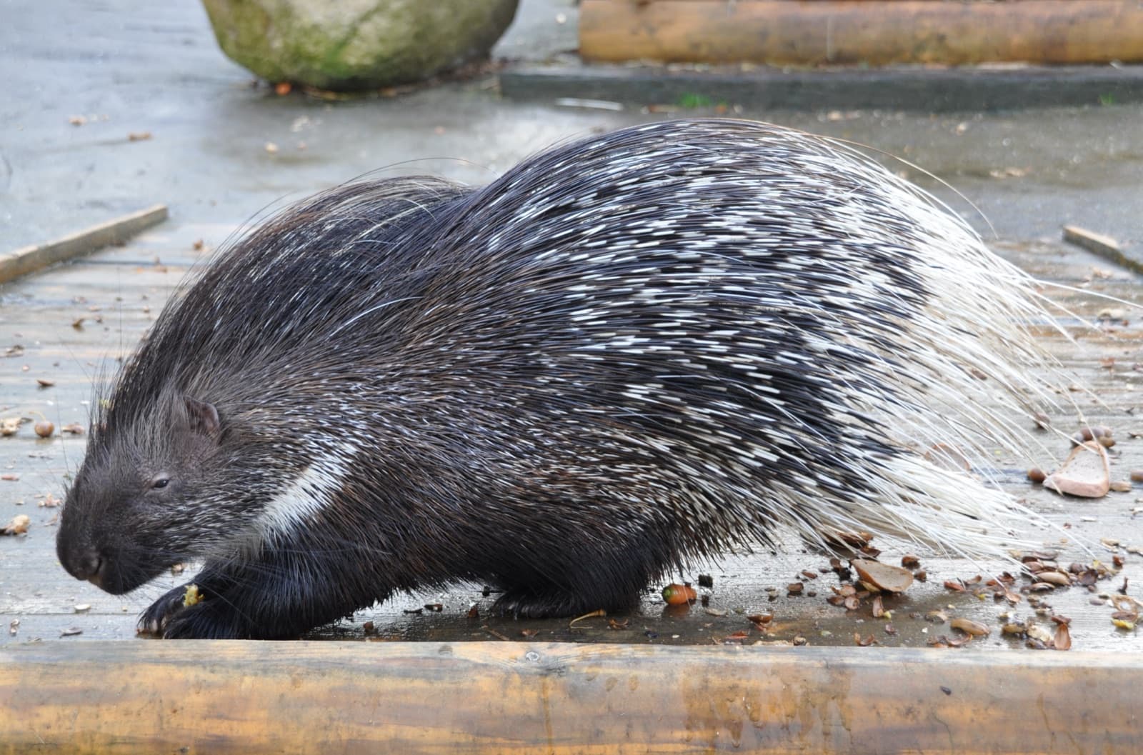 A crested porcupine with long black-and-white quills