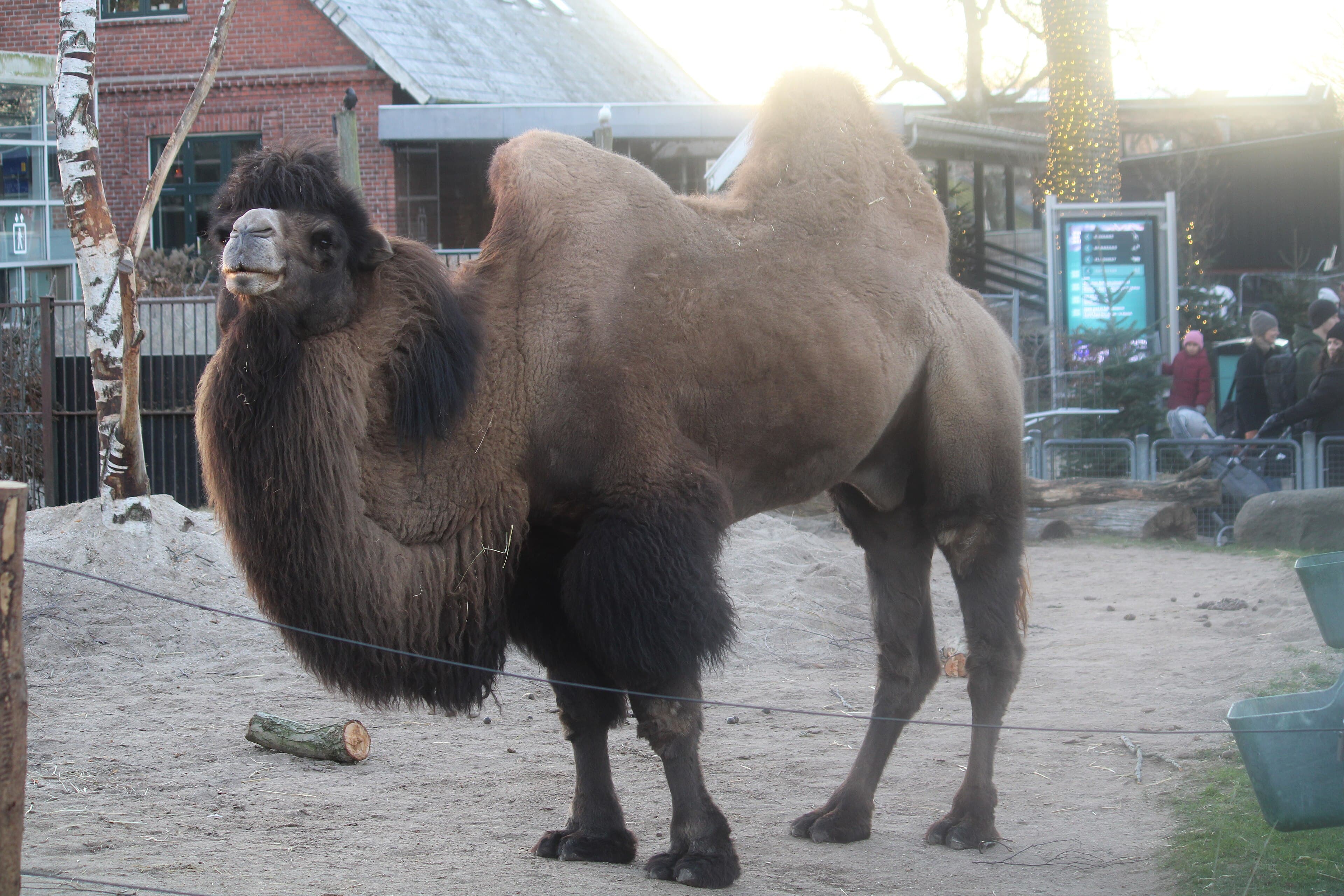 A shaggy Bactrian camel with two humps standing on the dry Kazakh steppe