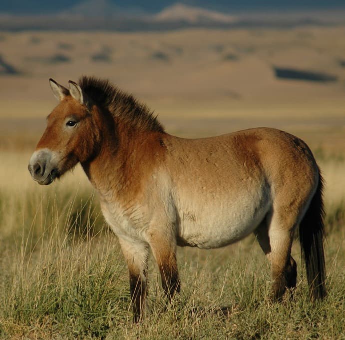 A stocky Przewalski's horse with a stiff upright mane on the Mongolian steppe