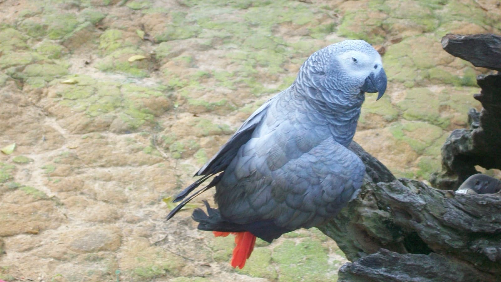 An African grey parrot perched on a branch with its red tail visible