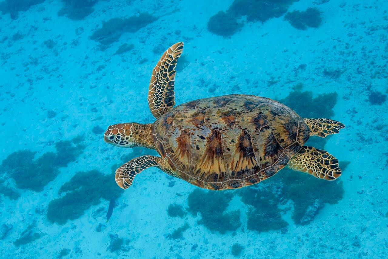 A large green sea turtle crawling up a moonlit beach at Ras al Jinz in Oman