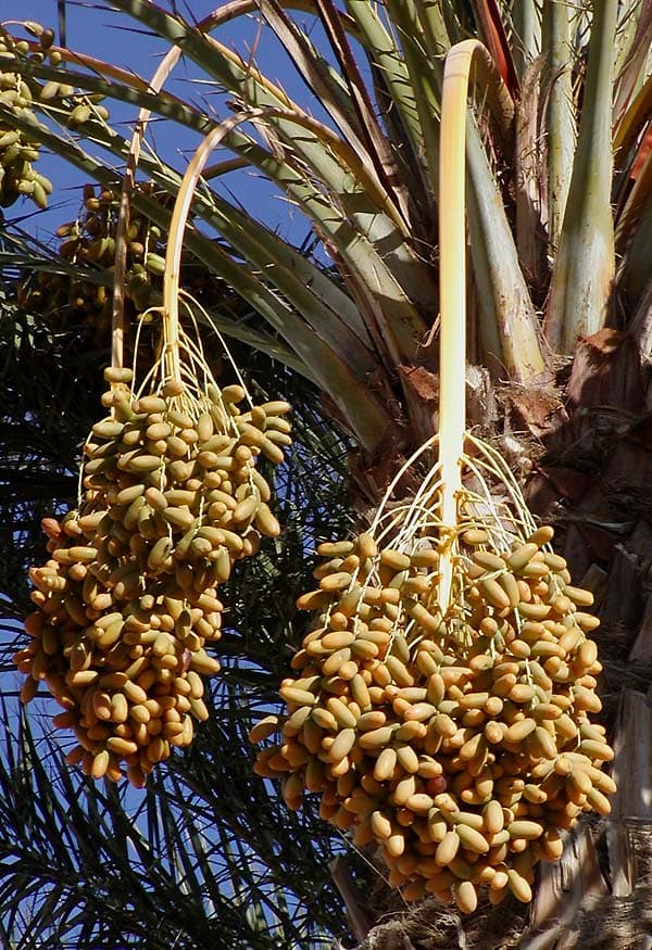 Small golden cups of Omani kahwa coffee beside a bowl of fresh Omani dates