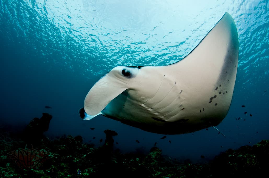 A large manta ray gliding gracefully through the clear blue water of Palau