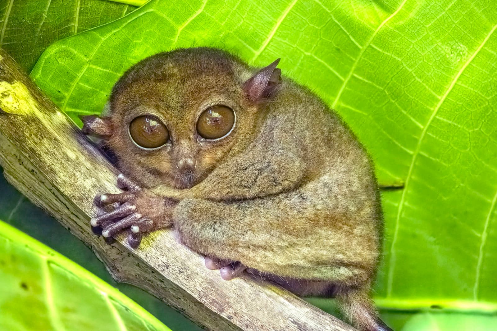 A tiny Philippine tarsier gripping a branch with both hands, huge round eyes wide open