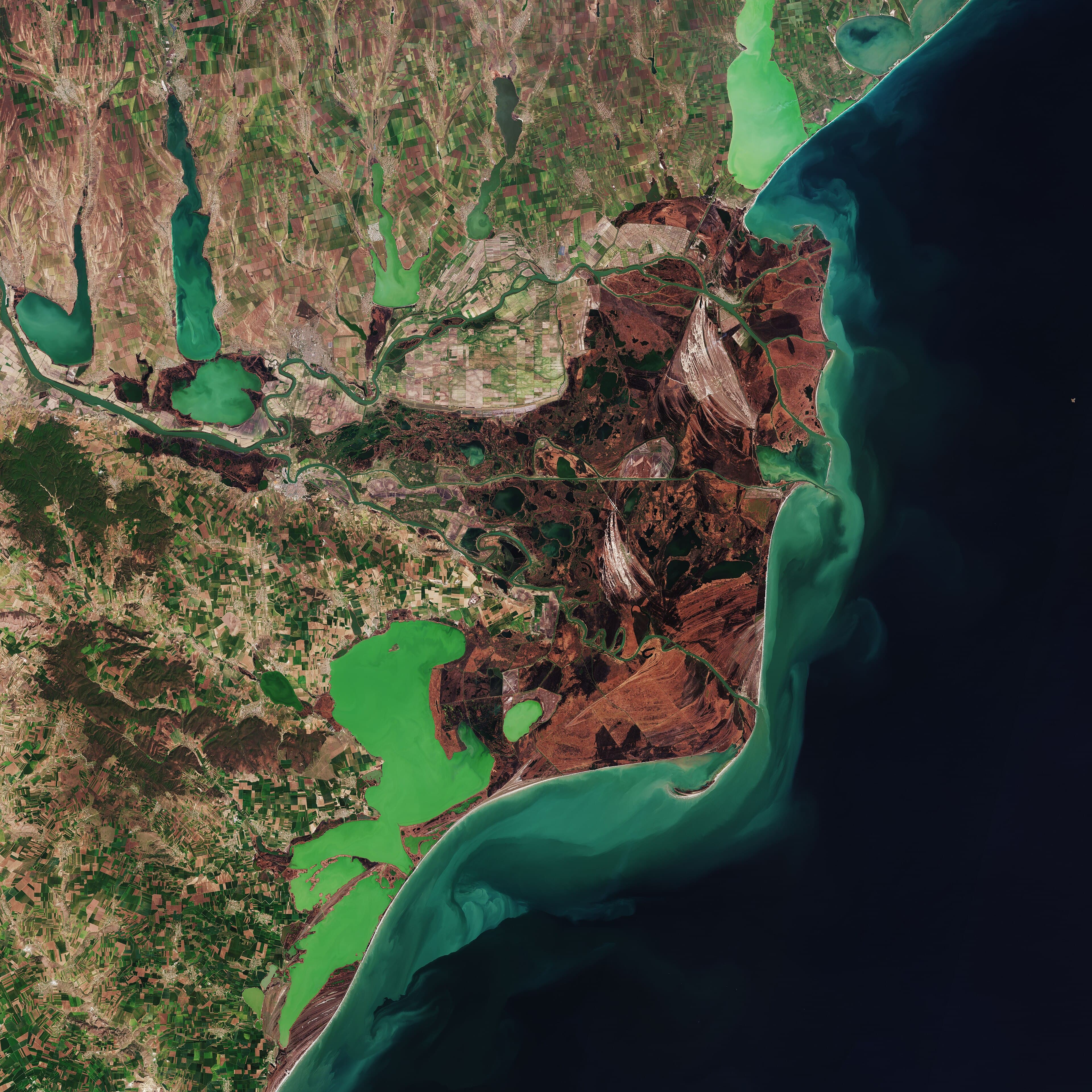 Reeds and waterways of the Danube Delta with a pelican flying