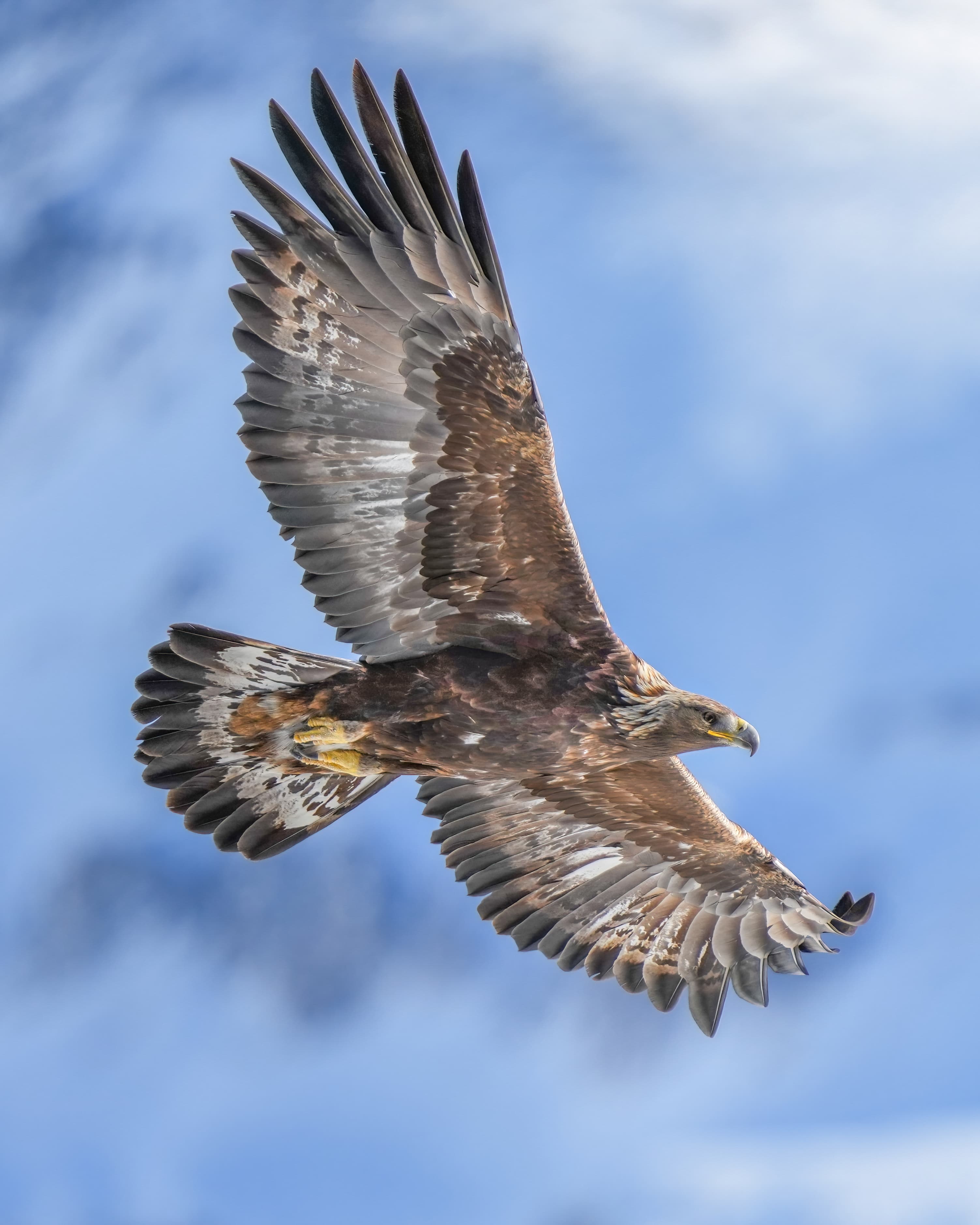 A golden eagle in flight with wings spread wide against a blue sky