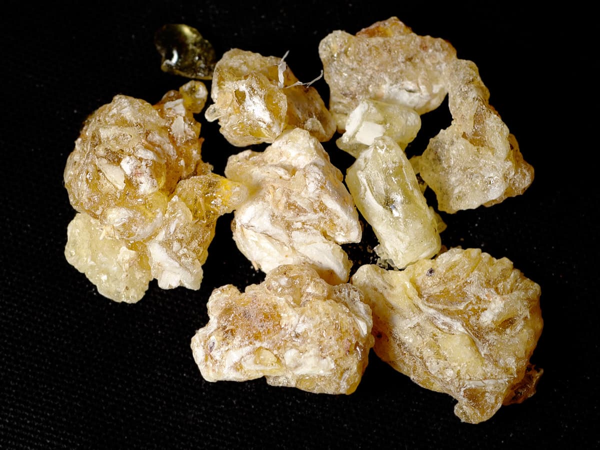 Golden drops of frankincense resin oozing from a cut in a Boswellia tree trunk