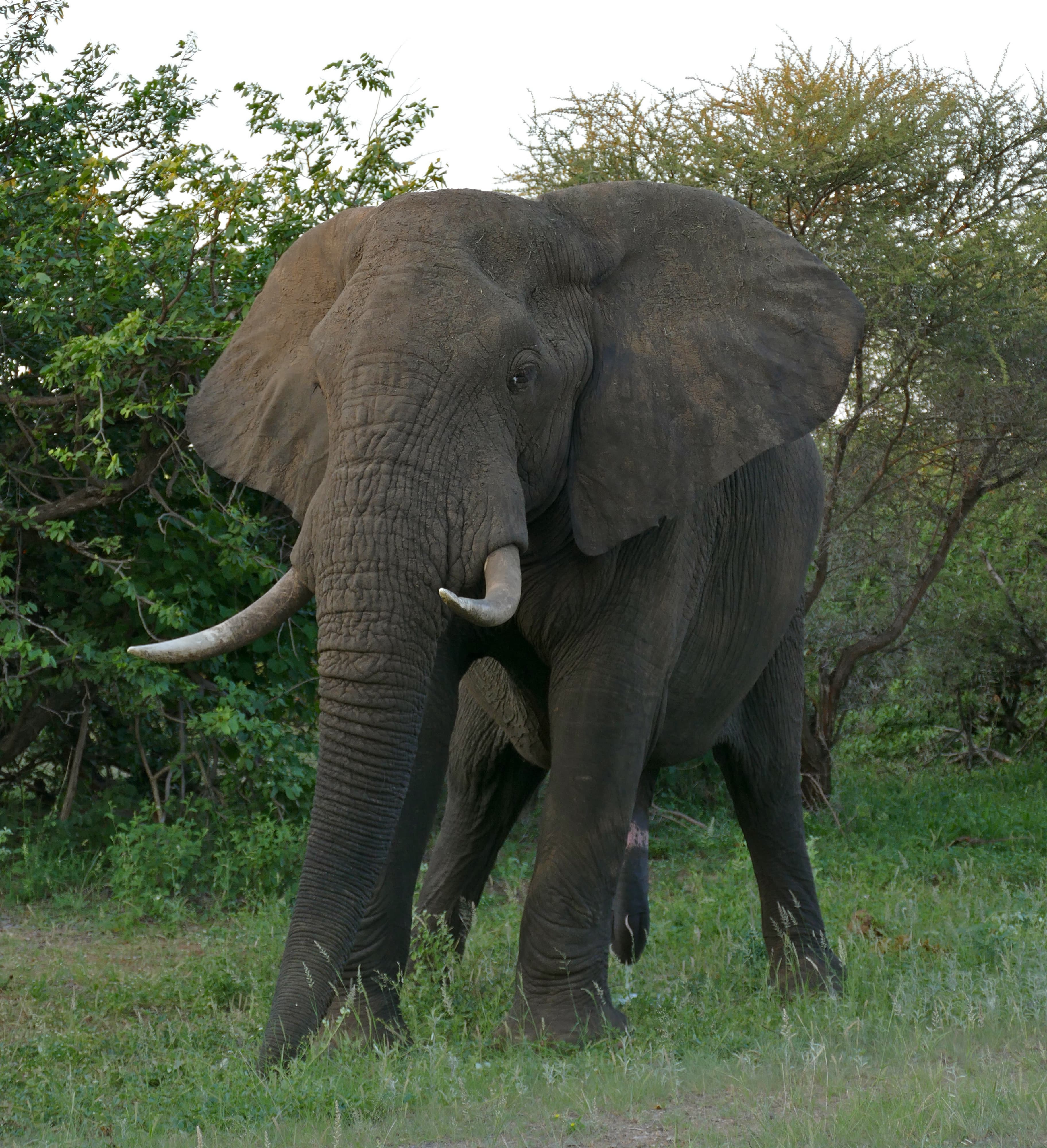 A family of African elephants walking through savannah grass at sunset
