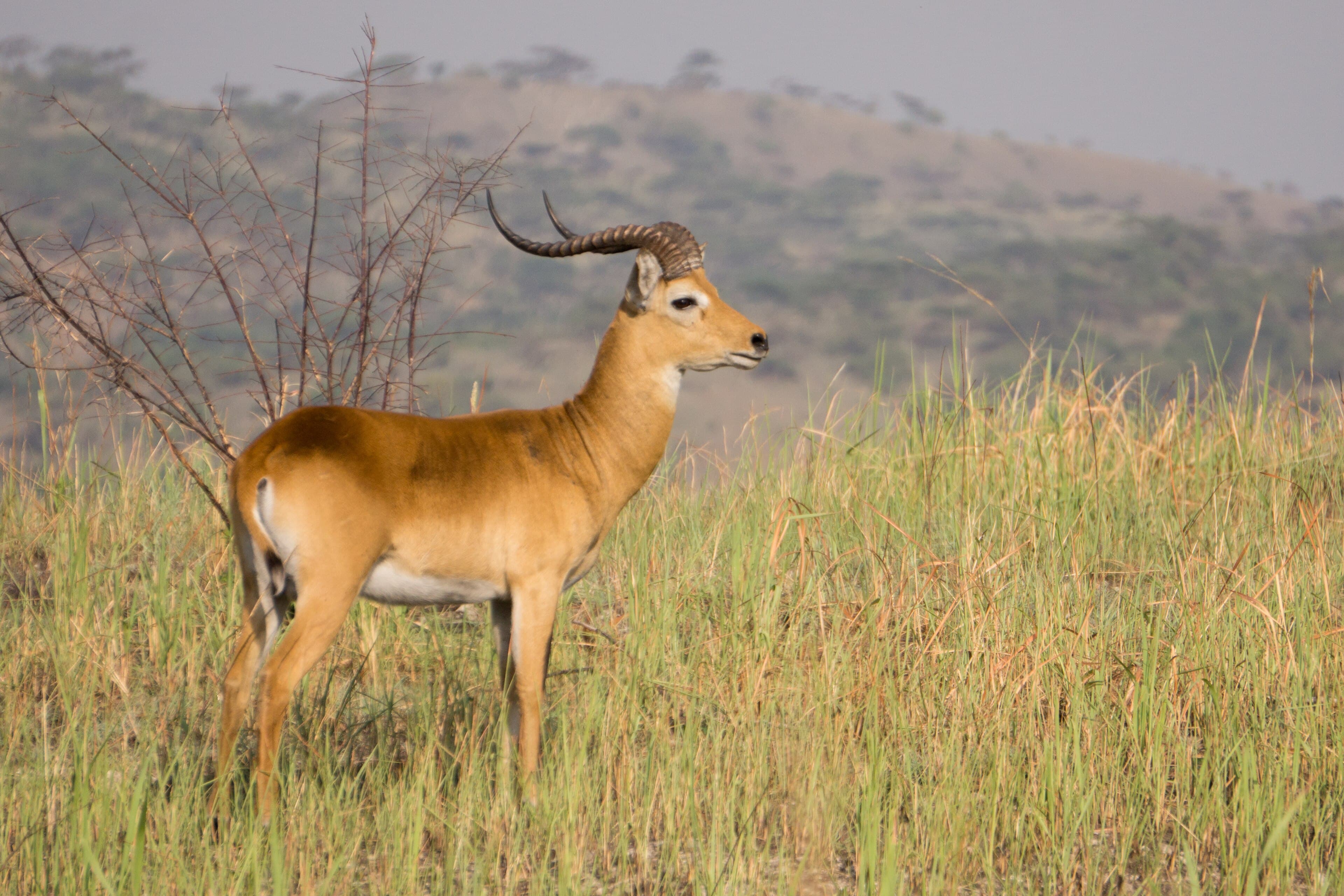 A herd of white-eared kob antelope running across open grassland