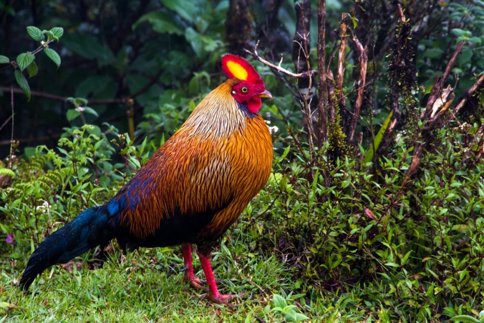 A male Sri Lanka junglefowl with orange-red plumage and a yellow face wattle