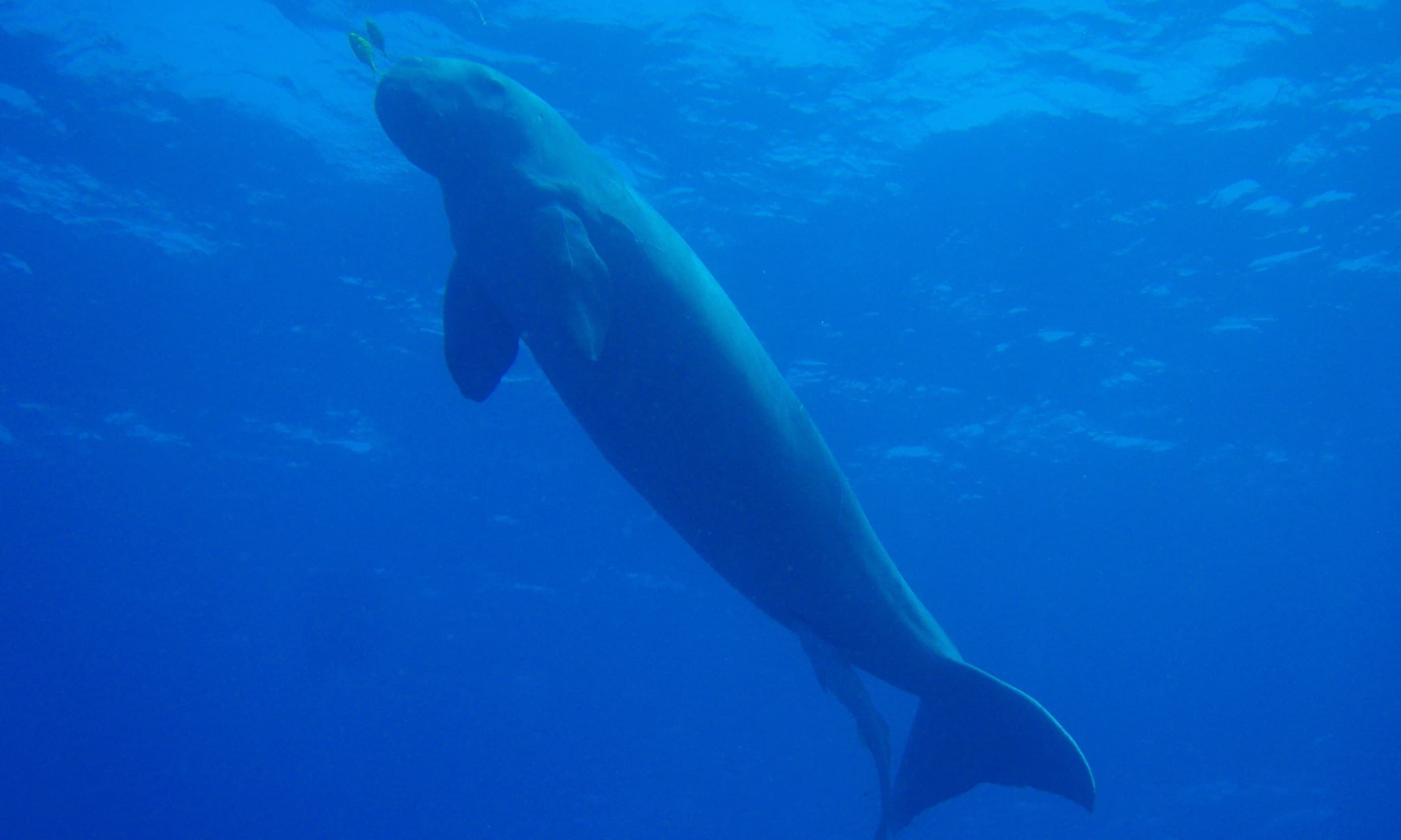 A large grey dugong gliding slowly through shallow turquoise water above a sea grass bed
