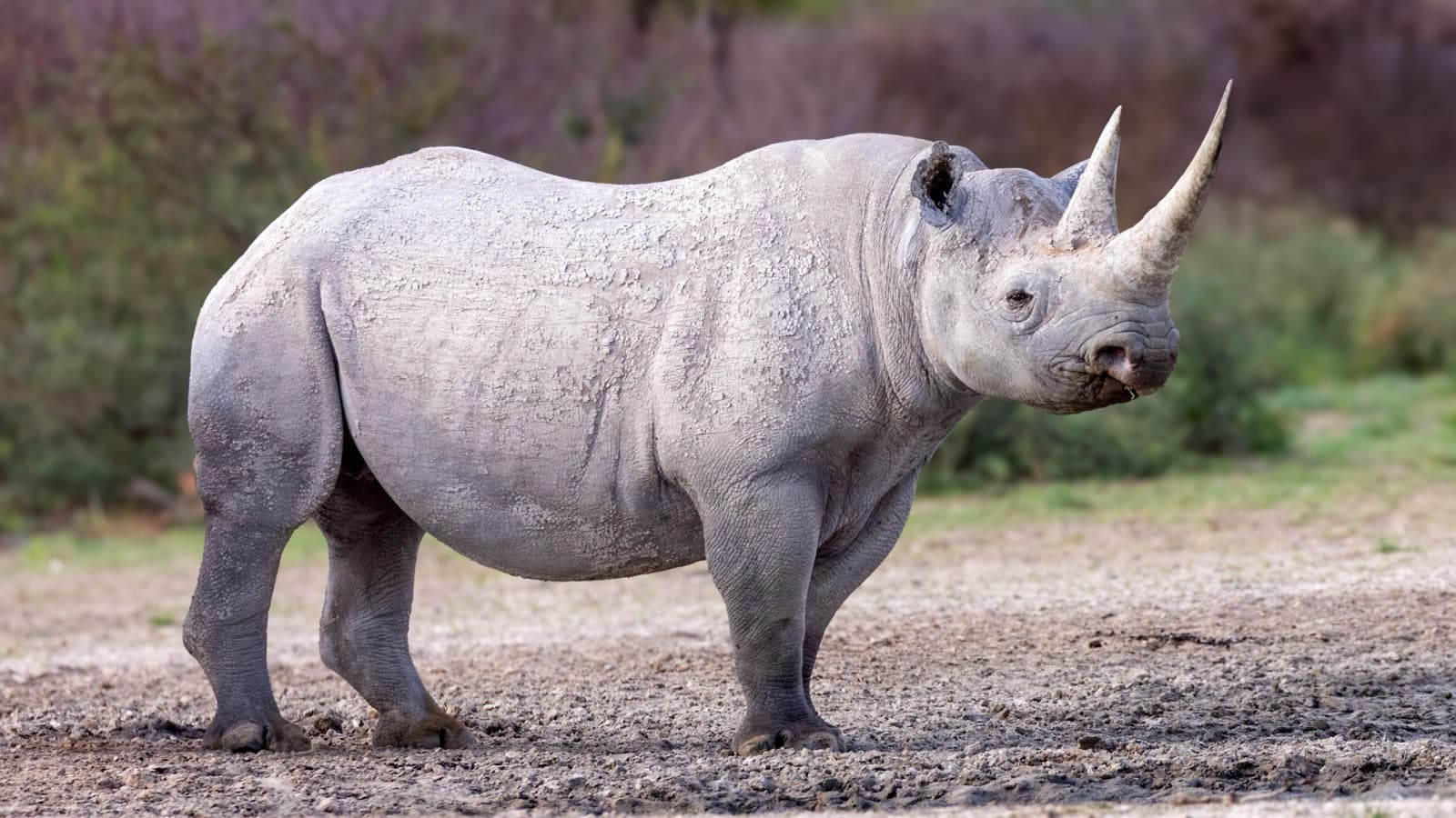 A black rhinoceros standing in scrubland with a small bird on its back