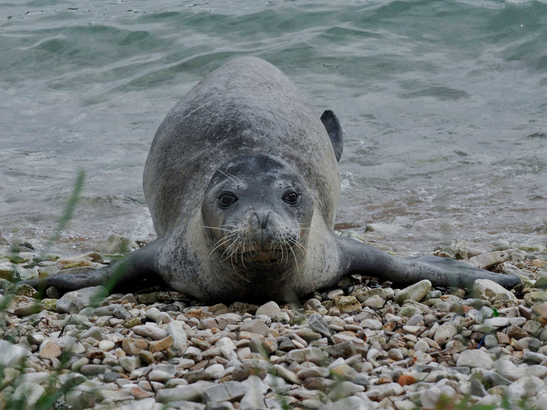A Mediterranean monk seal resting on a rocky Atlantic beach