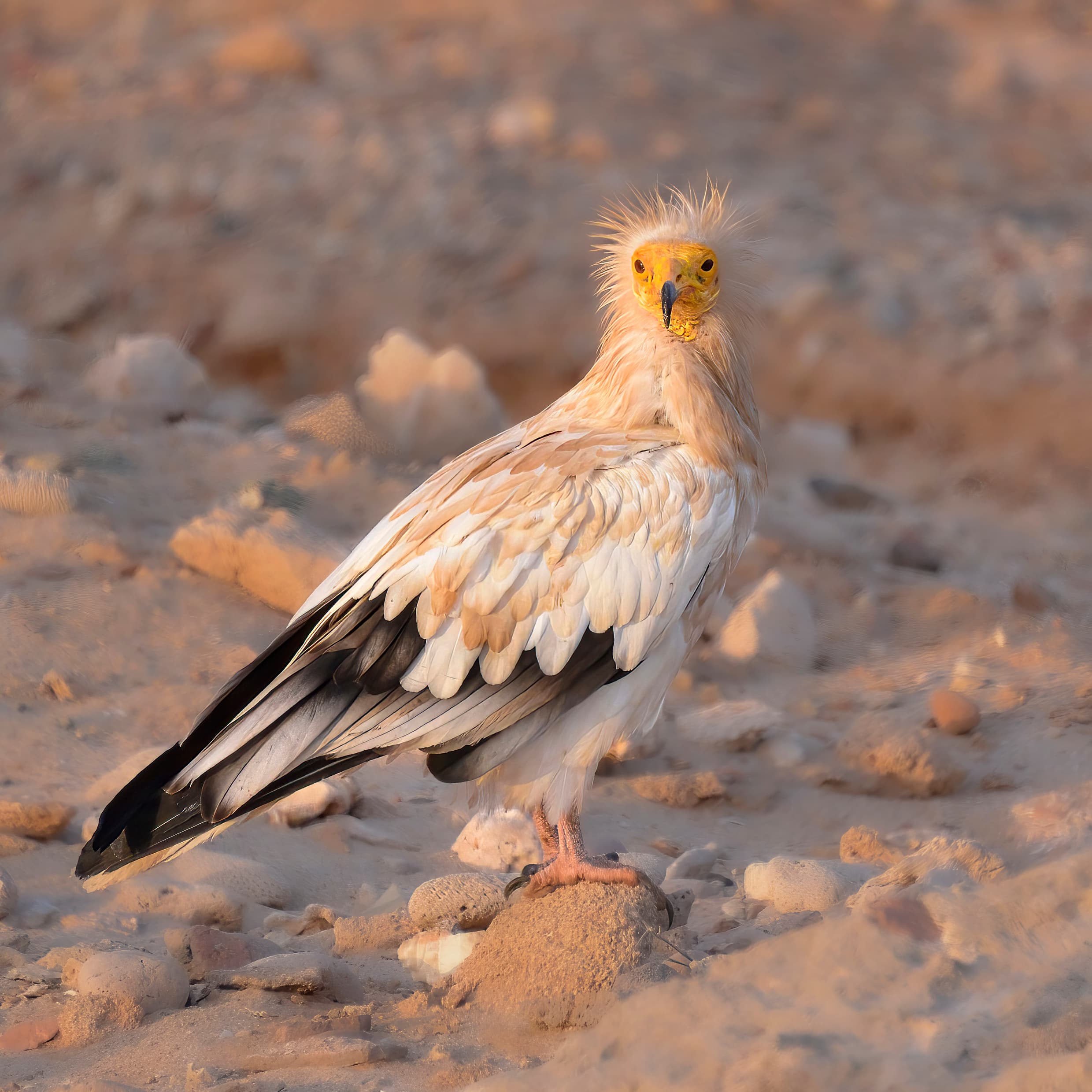An Egyptian vulture with its distinctive white and black plumage and yellow face in flight